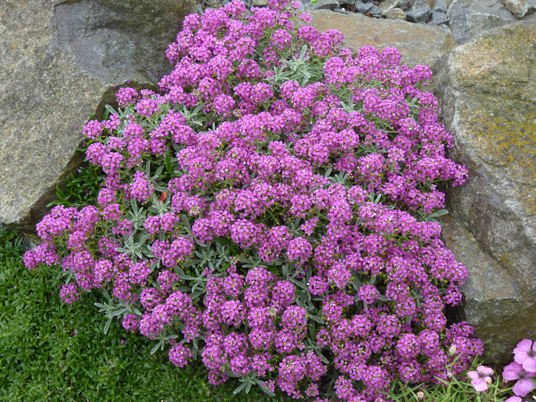 Ptilotrichum spinosum 'purpureum' photo